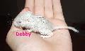 Debby, az ezst kiscsaj